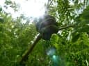 Chloroleucon tortum