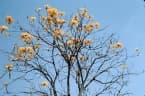 Handroanthus umbellatus
