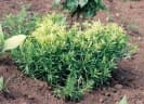 Caylusea abyssinica