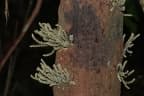 Dysoxylum cauliflorum