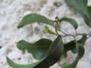 Putranjiva roxburghii