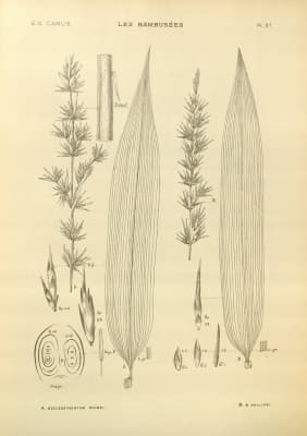 Schizostachyum lima