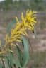Acacia crassicarpa