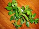 Picrasma crenata