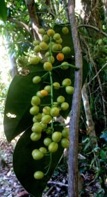 Fibraurea tinctoria