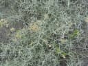 Achyrocline satureioides