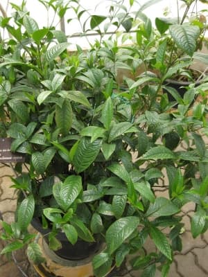 Chloranthus erectus