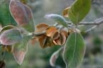 Combretum molle