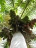 Roystonea regia