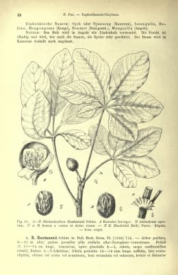 Schinziophyton rautanenii