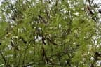 Senegalia catechu