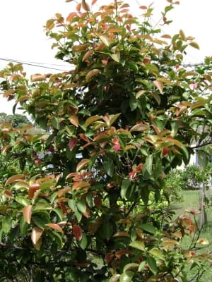 Garcinia sessilis