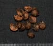 Clerodendrum villosum