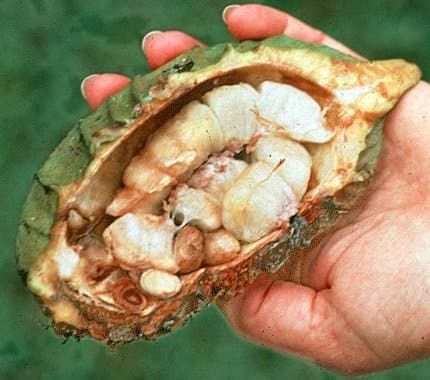 Herrania balaensis