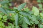 Adenophora triphylla