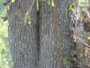 Berchemia discolor