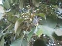 Cordia millenii