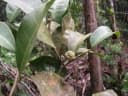 Treculia africana