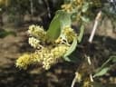Combretum imberbe