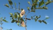 Dalbergia mollis