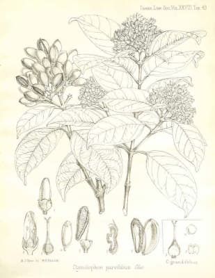 Ctenolophon parvifolius