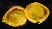 Ancylobothrys capensis