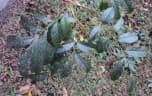 Harpullia arborea