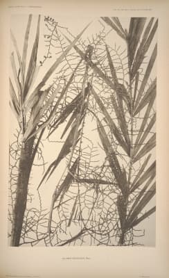 Calamus ramulosus