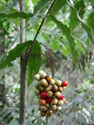Desmoncus cirrhifer
