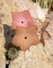 Hoodia currorii