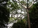 Anthocleista procera