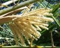 Phoenix reclinata