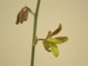 Eulophia hereroensis