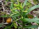 Dracaena angustifolia