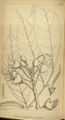 Alexa imperatricis