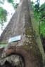 Alstonia angustiloba