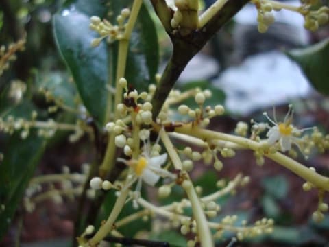 Desbordesia glaucescens