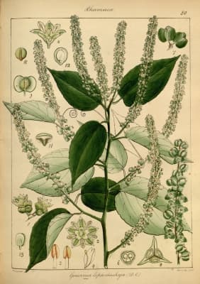 Gouania leptostachya