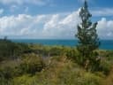 Juniperus bermudiana