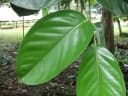 Syzygium amplum