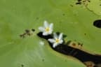 Nymphoides indica