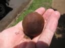 Pometia pinnata
