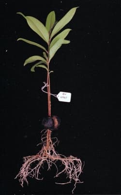 Syzygium bungadinnia