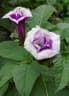 Datura metel