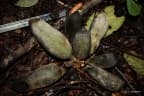 Uvariodendron usambarense