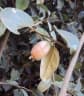 Elaeagnus conferta
