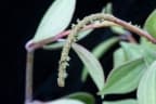 Peperomia angustata