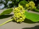 Gongronema angolense