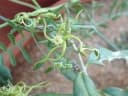 Fockea angustifolia