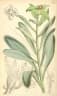 Euphorbia monteiroi